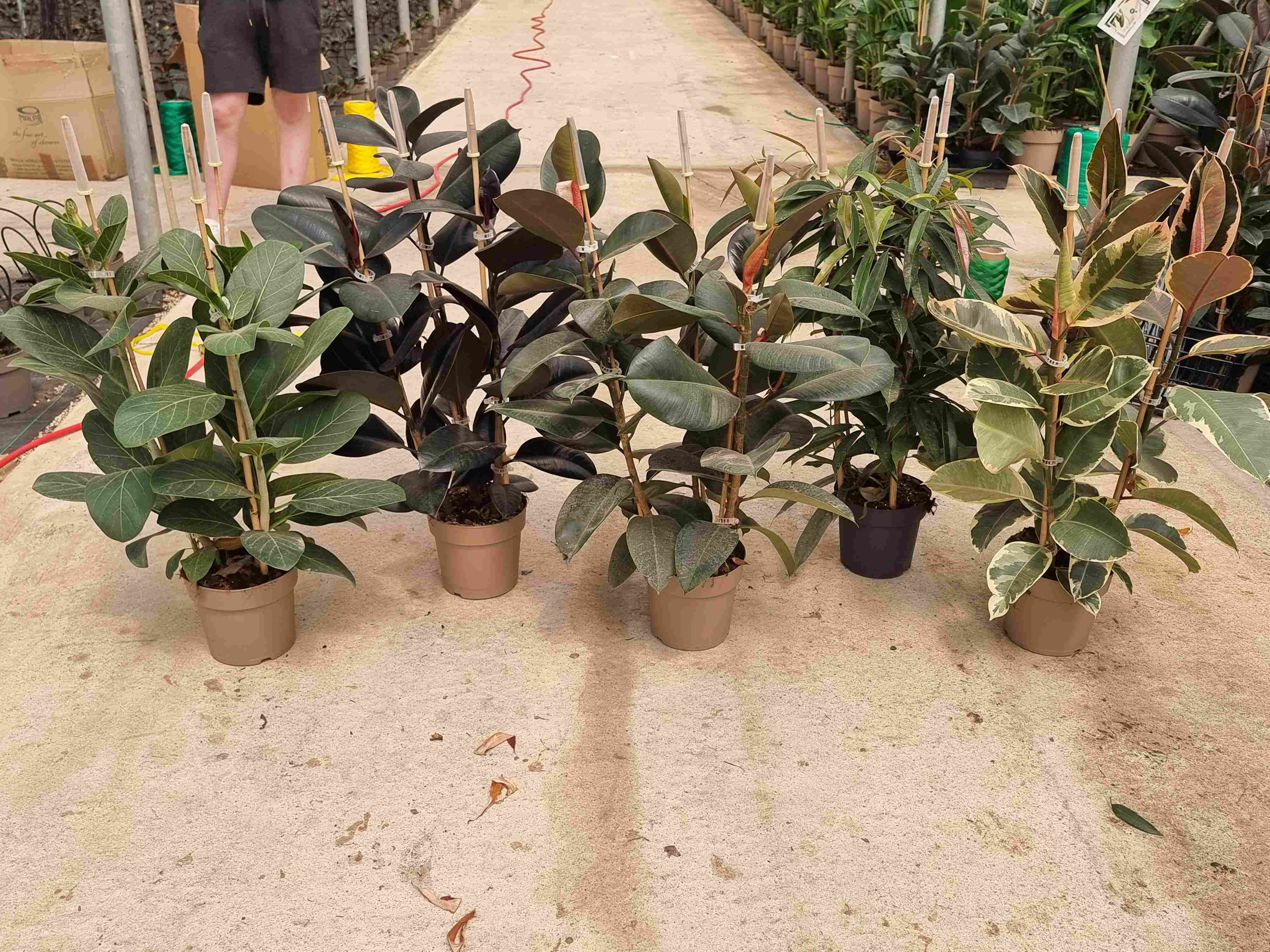 FICUS MIX C 20 3 CAÑAS 80 CM